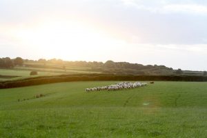 Ballakelly Farm