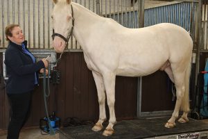 Manx Theraplate